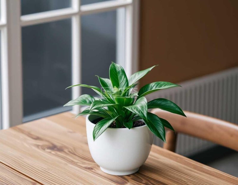 绿植盆栽